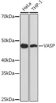 Western blot analysis of various lysates using VASP Rabbit mAb (TA426483) at 1:1000 dilution.<br/>Secondary antibody: HRP-conjugated Goat anti-Rabbit IgG (H+L) at 1:10000 dilution.<br/>Lysates/proteins: 25μg per lane.<br/>Blocking buffer: 3% nonfat dry milk in TBST.<br/>Detection: ECL Basic Kit .<br/>Exposure time: 90s.