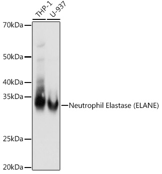 Western blot analysis of various lysates using Neutrophil Elastase (ELANE) Rabbit mAb (TA426499) at 1:1000 dilution.<br/>Secondary antibody: HRP-conjugated Goat anti-Rabbit IgG (H+L) at 1:10000 dilution.<br/>Lysates/proteins: 25μg per lane.<br/>Blocking buffer: 3% nonfat dry milk in TBST.<br/>Detection: ECL Basic Kit .<br/>Exposure time: 3s.