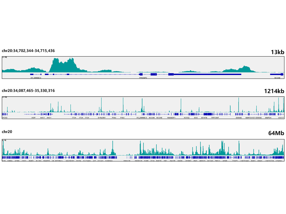 CUT&Tag was performed using the CUT&Tag Assay Kit (pAG-Tn5) for Illumina(RK20265) from 10⁵ Hep G2 cells with 1 μg JunD Rabbit mAb (TA426527), along with a Goat Anti-Rabbit IgG(H+L). The CUT&Tag results indicate the enrichment pattern of JunD in representative gene loci (TP53INP2), as shown in figure.