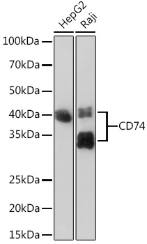 Western blot analysis of various lysates using CD74 Rabbit mAb (TA426561) at 1:1000 dilution.<br/>Secondary antibody: HRP-conjugated Goat anti-Rabbit IgG (H+L) at 1:10000 dilution.<br/>Lysates/proteins: 25μg per lane.<br/>Blocking buffer: 3% nonfat dry milk in TBST.<br/>Detection: ECL Basic Kit .<br/>Exposure time: 90s.