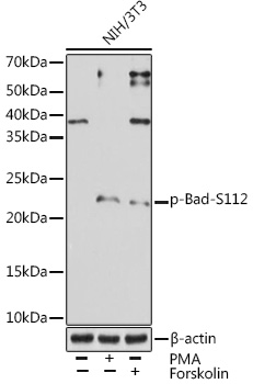 Western blot analysis of lysates from NIH/3T3 cells, using Phospho-Bad-S112 Rabbit mAb (TA426630) at 1:1000 dilution. NIH/3T3 cells were treated by PMA/TPA (200 nM) at 37℃ for 30 minutes after serum-starvation overnight or treated by Forskolin (30 uM) at 37℃ for 30 minutes after serum-starvation overnight.<br/>Secondary antibody: HRP-conjugated Goat anti-Rabbit IgG (H+L) at 1:10000 dilution.<br/>Lysates/proteins: 25μg per lane.<br/>Blocking buffer: 3% BSA.<br/>Detection: ECL Enhanced Kit .<br/>Exposure time: 3min.