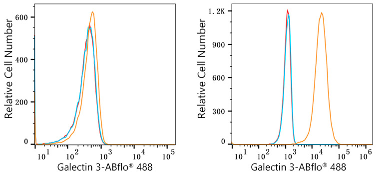 LGALS3 Rabbit Monoclonal Antibody [Clone ID: 7U1C10]