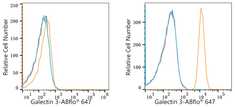 LGALS3 Rabbit Monoclonal Antibody [Clone ID: 9F7B7]