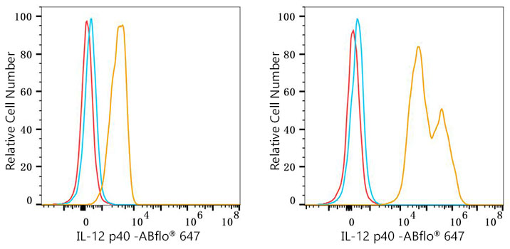 Il12b Rabbit Monoclonal Antibody [Clone ID: 9N5A5]