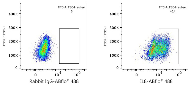 CXCL8 Rabbit Monoclonal Antibody [Clone ID: 6E5I7]