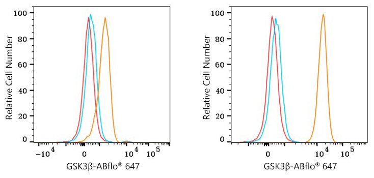 GSK3B Rabbit Monoclonal Antibody [Clone ID: 5K8S8]