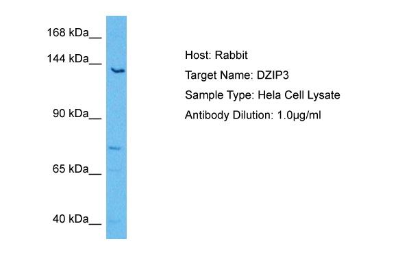 Host: Rabbit<br/>Target Name: DZIP3<br/>Sample Tissue: Human Hela Whole Cell lysates<br/>Antibody Dilution: 2ug/ml