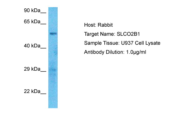 Host: Rabbit<br/>Target Name: SLCO2B1<br/>Sample Type: U937 Whole Cell lysates<br/>Antibody Dilution: 1.0ug/ml