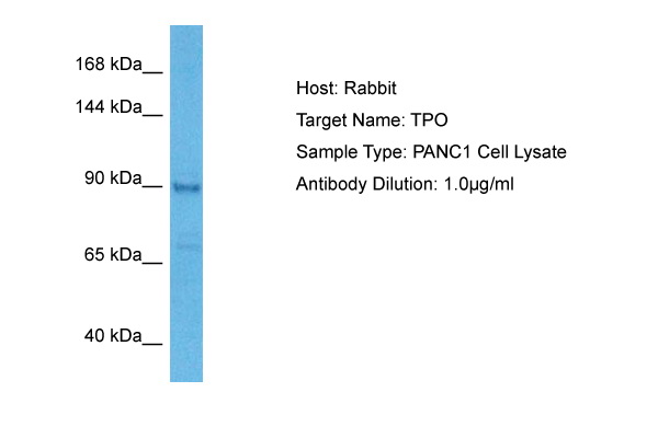 Host: Rabbit<br/>Target Name: TPO<br/>Sample Tissue: Human PANC1 Whole Cell lysates<br/>Antibody Dilution: 2ug/ml