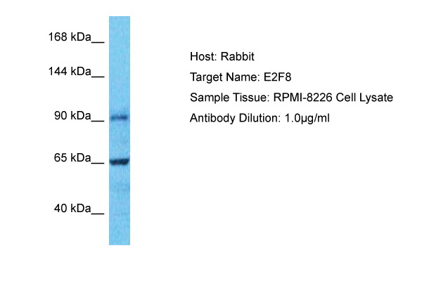 Host: Rabbit<br/>Target Name: E2F8<br/>Sample Type: RPMI-8226 Whole Cell lysates<br/>Antibody Dilution: 1.0ug/ml