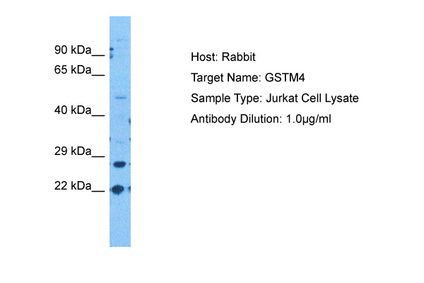 Host: Rabbit<br/>Target Name: GSTM4<br/>Sample Tissue: Human Jurkat Whole Cell<br/>Antibody Dilution: 1.0ug/ml