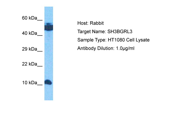 Host: Rabbit<br/>Target Name: SH3BGRL3<br/>Sample Tissue: Human HT1080 Whole Cell lysates<br/>Antibody Dilution: 1ug/ml