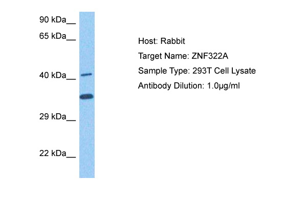 Host: Rabbit<br/>Target Name: ZNF322A<br/>Sample Tissue: Human 293T Whole Cell lysates<br/>Antibody Dilution: 1ug/ml