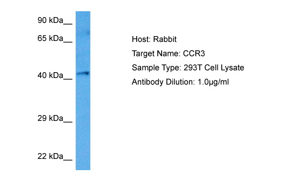 Host: Rabbit<br/>Target Name: CCR3<br/>Sample Tissue: Human 293T Whole Cell lysates<br/>Antibody Dilution: 1ug/ml