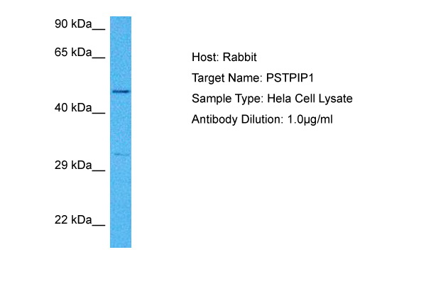 Host: Rabbit<br/>Target Name: PSTPIP1<br/>Sample Tissue: Human Hela Whole Cell lysates<br/>Antibody Dilution: 1ug/ml