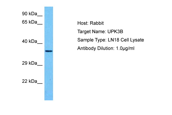 Host: Rabbit<br/>Target Name: UPK3B<br/>Sample Tissue: Human LN18 Whole Cell lysates<br/>Antibody Dilution: 1ug/ml