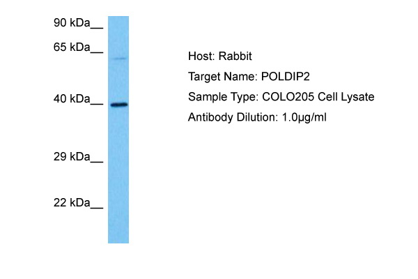 Host: Rabbit<br/>Target Name: POLDIP2<br/>Sample Tissue: Human COLO205 Whole Cell lysates<br/>Antibody Dilution: 1ug/ml