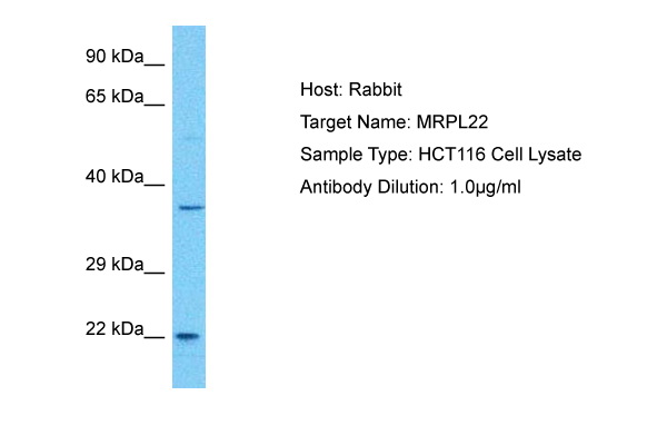 Host: Rabbit<br/>Target Name: MRPL22<br/>Sample Tissue: Human HCT116 Whole Cell lysates<br/>Antibody Dilution: 1ug/ml