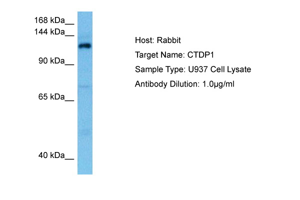 Host: Rabbit<br/>Target Name: CTDP1<br/>Sample Tissue: Human U937 Whole Cell lysates<br/>Antibody Dilution: 1ug/ml