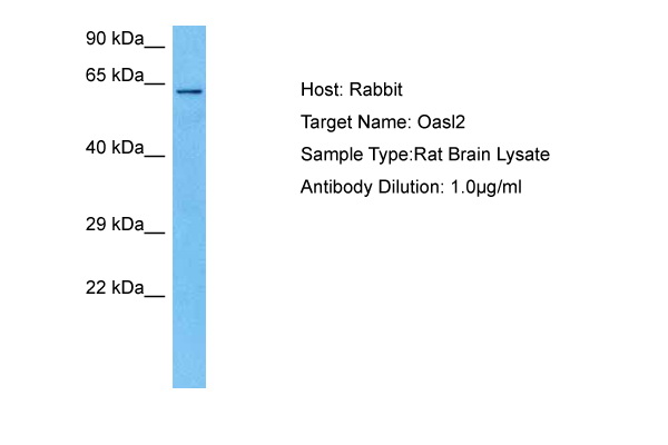 Host: Rabbit<br/>Target Name: OASL2<br/>Sample Tissue: Rat Brain lysates<br/>Antibody Dilution: 1ug/ml