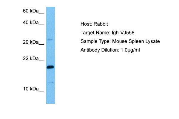Host: Rabbit<br/>Target Name: IGH-VJ558<br/>Sample Tissue: Mouse Spleen lysates<br/>Antibody Dilution: 1ug/ml