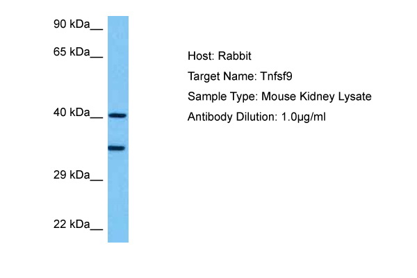 Host: Rabbit<br/>Target Name: TNFSF9<br/>Sample Tissue: Mouse Kidney lysates<br/>Antibody Dilution: 1ug/ml
