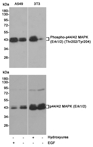 Phospho ERK1/2 (Thr202/Tyr204)/(Thr185/Tyr187) Rabbit Polyclonal Antibody