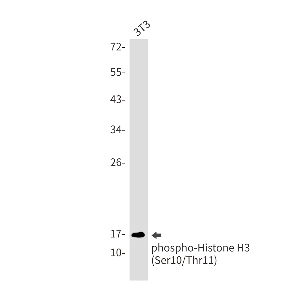 Phospho Histone H3 (Ser10/Thr11) Rabbit Monoclonal Antibody [Clone ID: R08-6C4]