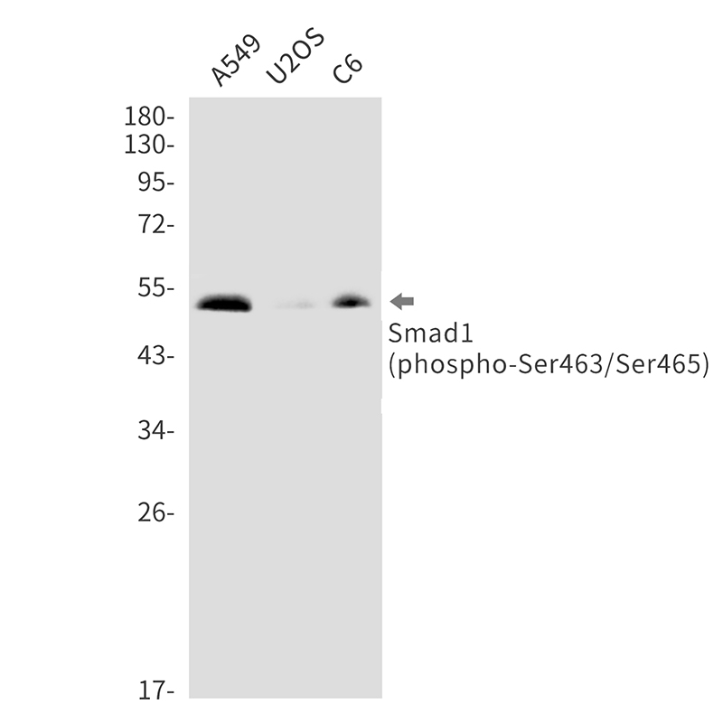 Western blot analysis of Phospho-Smad1 (Ser463/Ser465) in A549, U2OS, C6 lysates using Phospho-Smad1 (Ser463/Ser465) antibody.