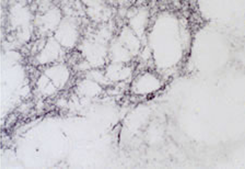 Staining with Methionine Enkephalin Antibody 20065