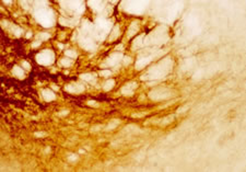 Staining with Leucine Enkephalin Antibody 20066