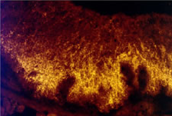 Staining with Somatostatin Antibody 20067