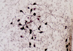 Staining with Oxytocin Antibody 20068