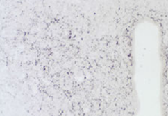 Staining with FMRF-amide (Cardio-excitatory Peptide) Antibody 20091