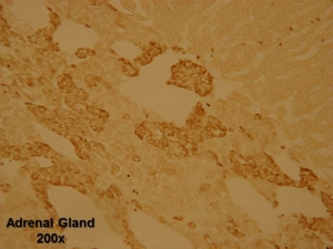 Staining with Vesicular Monoamine Transporter 2 Rabbit Antibody (20042)