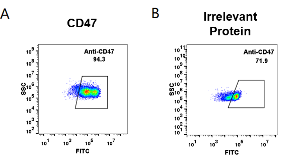 Figure 2. HEK293 cell line transfected with irrelevant protein (B) and human CD47(A) were surface stained with anti-CD47 neutralizing antibody 1μg/ml (magrolimab) followed by Alexa 488-conjugated anti-human IgG secondary antibody.