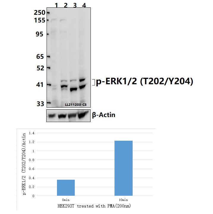 Phospho ERK1/2 (Thr202/Tyr204) Rabbit Polyclonal Antibody