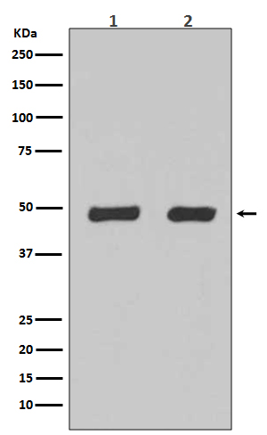 Western blot analysis of Flotillin-2 expression in (1) Hela cell lysate;(2) 293 cell lysate.