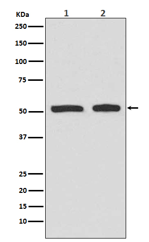 Phospho p53 (Ser9) Rabbit Monoclonal Antibody [Clone ID: OTIRA0060]