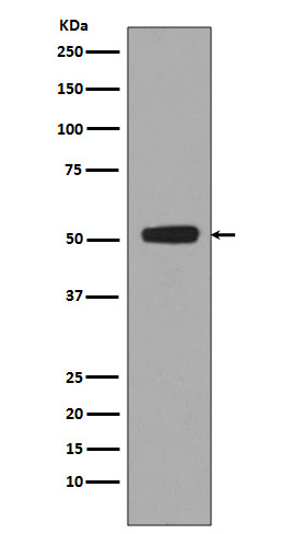 Phospho p53 (Ser376) Rabbit Monoclonal Antibody [Clone ID: OTIRA0317]