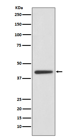 Western blot analysis of ADIPOR1 expression in Human heart lysate.