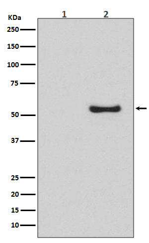 Western blot analysis of Phospho-Smad5 (S463/S465) expression in (1) HeLa cell lysate; (2) HeLa cell treated with BMP-4 lysate.