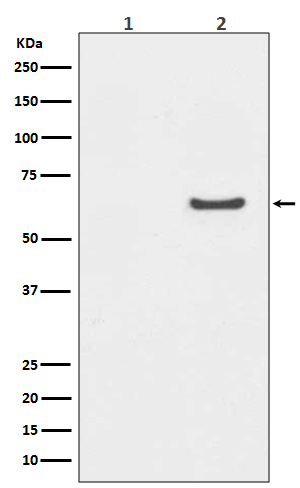 Phospho AKT1 (Ser129) Rabbit Monoclonal Antibody [Clone ID: OTIRA0610]