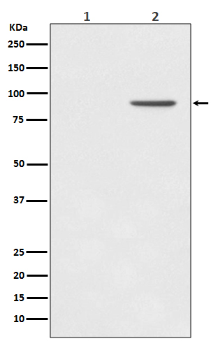 Phospho STAT1 (Tyr701) Rabbit Monoclonal Antibody [Clone ID: OTIRA0616]