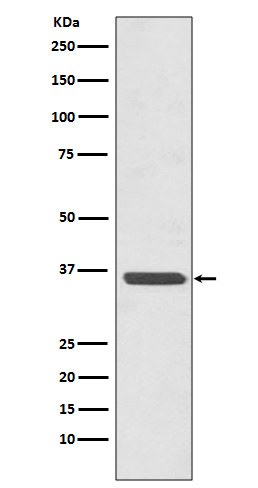 Western blot analysis of Annexin A2 expression in HeLa cell lysate.