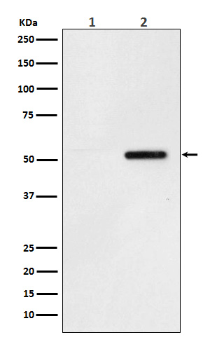 Phospho Tau (Ser324) Rabbit Monoclonal Antibody [Clone ID: OTIRA0954]