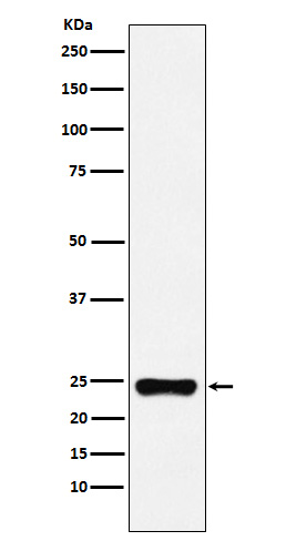 Western blot analysis of BAG2 expression in HeLa cell lysate.