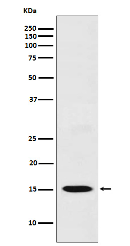 Western blot analysis of CXCL11 expression in THP1 cell lysate.
