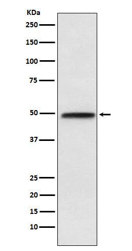 Western blot analysis of NFIB / NF1B2 expression in NIH/3T3 cell lysate.
