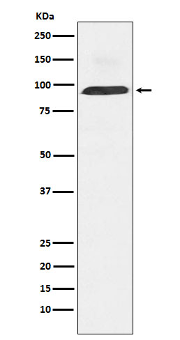 Dynamin 3 (DNM3) Rabbit Monoclonal Antibody - image 1